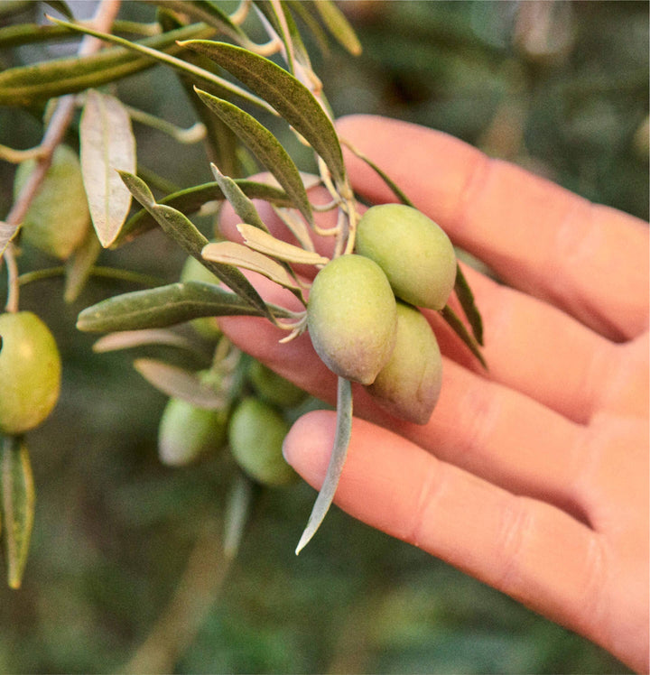 Hand holding green olives on a branch with a blurred natural background